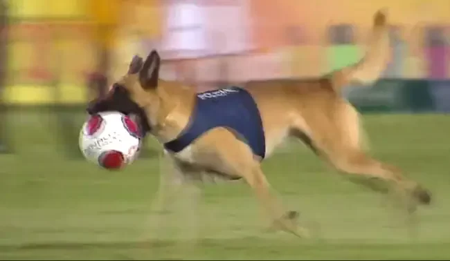 Police Dog Steals The Show During Football Match, Delights Internet