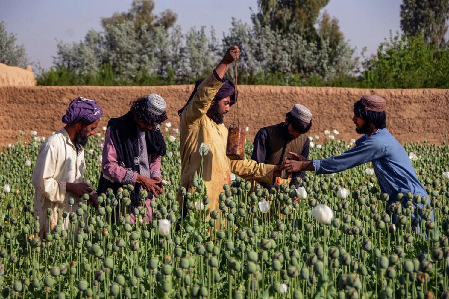 Taliban bans drug cultivation, including lucrative opium