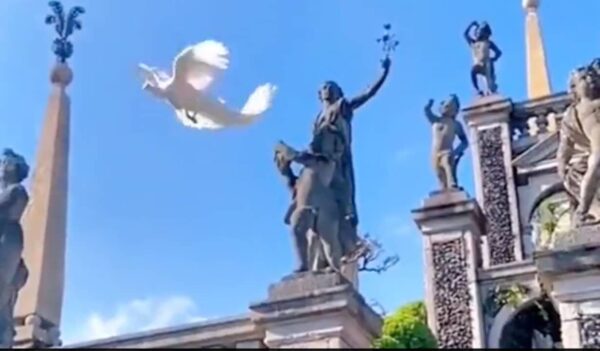 Viral Video: Rare White Peacock Caught Flying In Italy