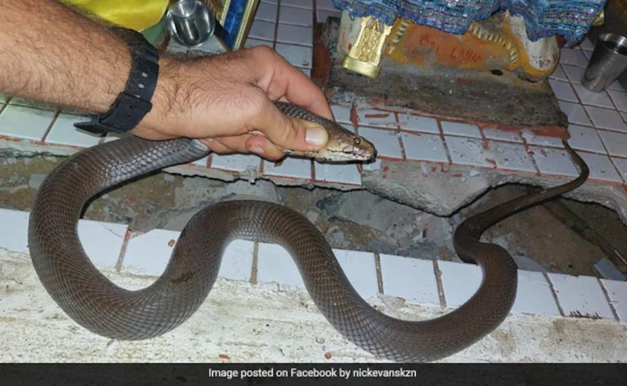 Highly Venomous Mozambique Spitting Cobra Found In South African Family's Prayer Room