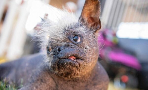 Mr Happy Face, A 17-Year-Old Chihuahua Mix, Is The "World's Ugliest Dog"