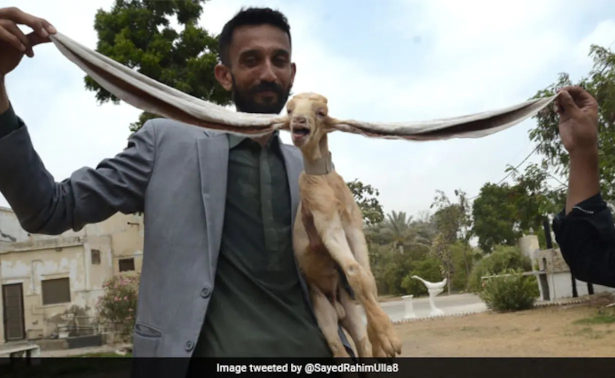 Pakistani Baby Goat Born With 19-Inch Ears Aims For Guinness World Record