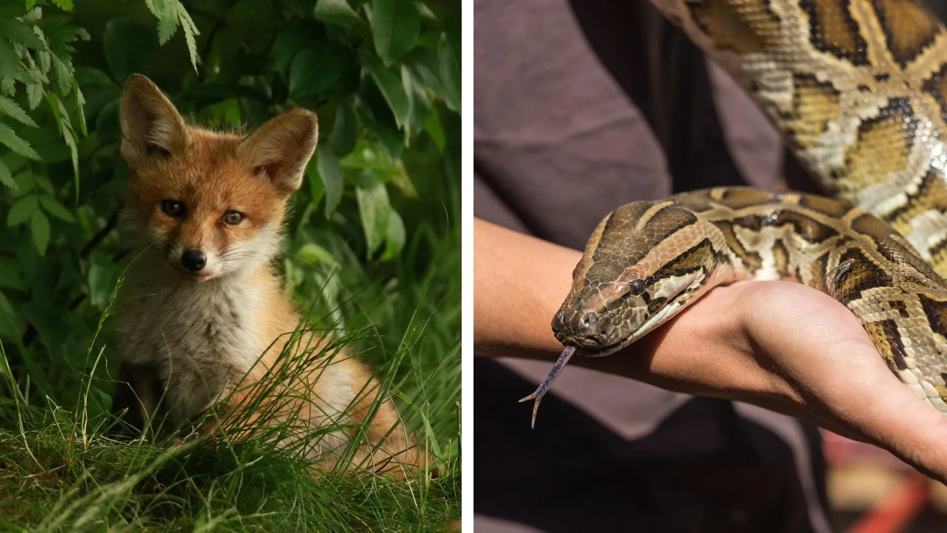 Man Arrested At Thai Airport With White Desert Fox, Pythons