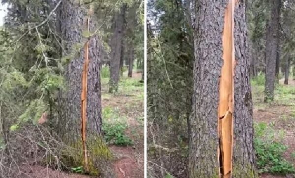 ‘Breathing tree’ spotted in Canada: Watch viral video