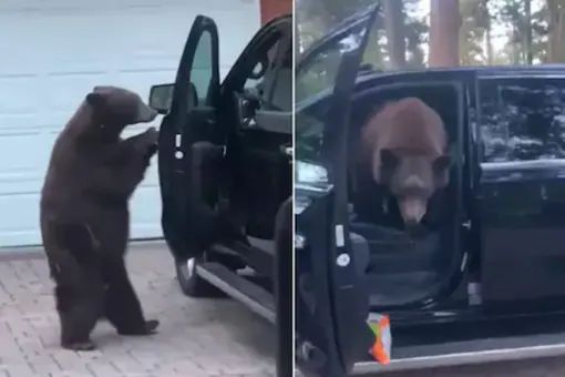 Bear Enters A Woman's Car And She Asks Him To "Get Out" In Hilarious Video