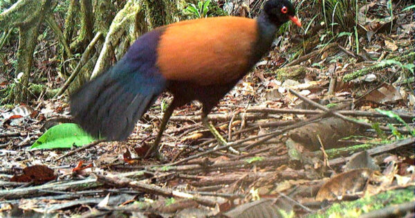 Scientists Rediscover Black-Naped Pheasant-Pigeon, Lost For 140 Years