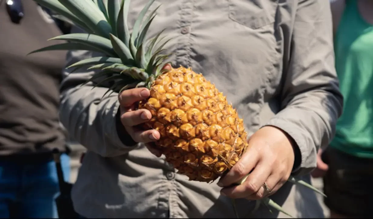 This Is The World's Most Expensive Pineapple, Costs ₹ 1 Lakh